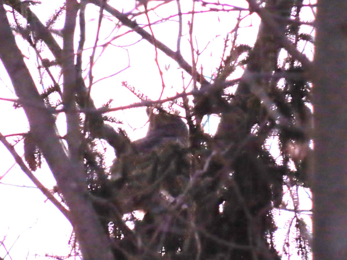 Great Horned Owl - Sandy Morrissey