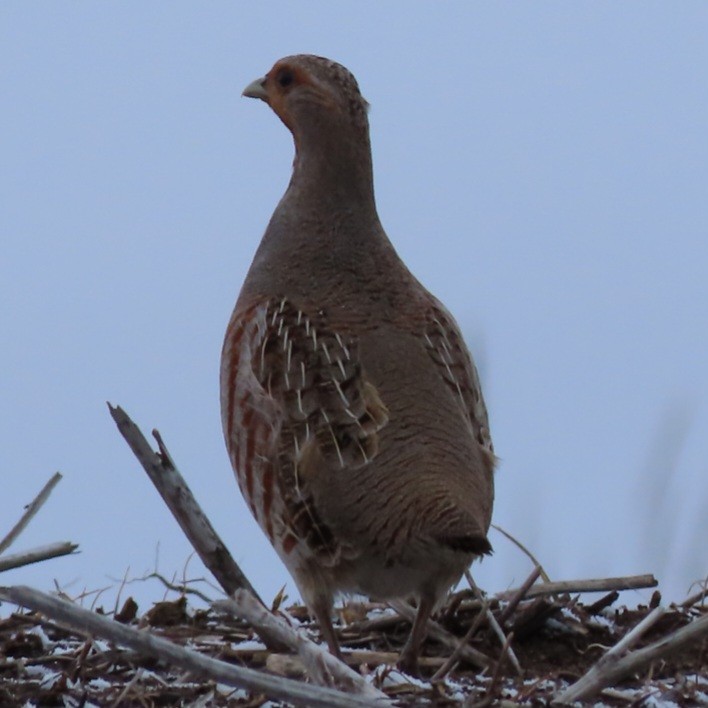 Gray Partridge - ML615067902