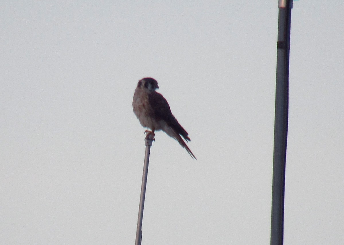 American Kestrel - ML615067950