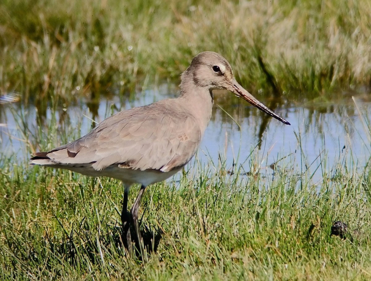 Hudsonian Godwit - ML615067971