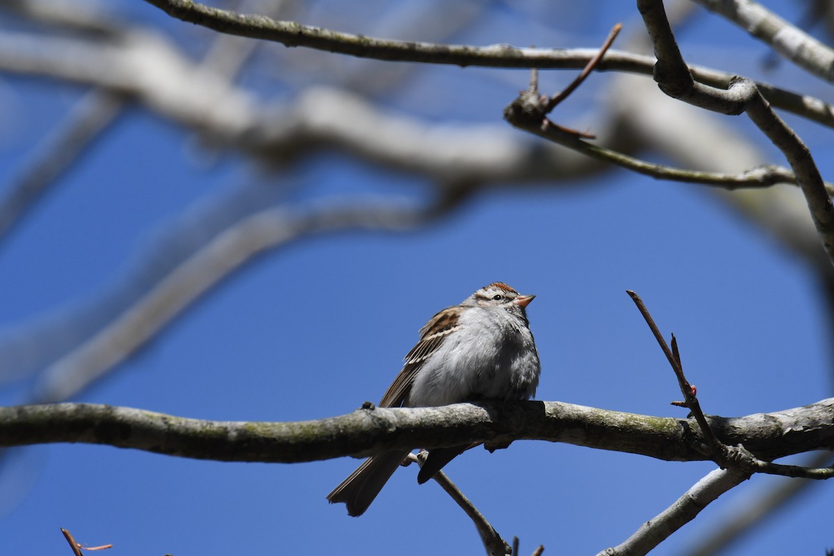 Chipping Sparrow - ML615067982