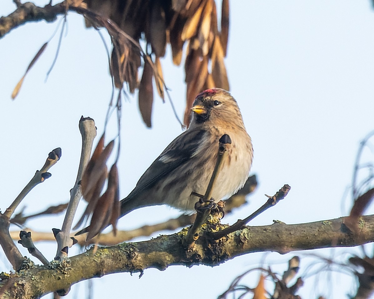 Common/Lesser Redpoll - ML615067989