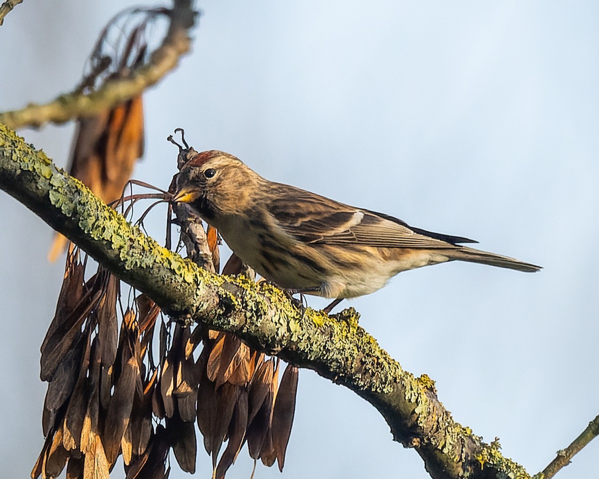 Common/Lesser Redpoll - ML615067990