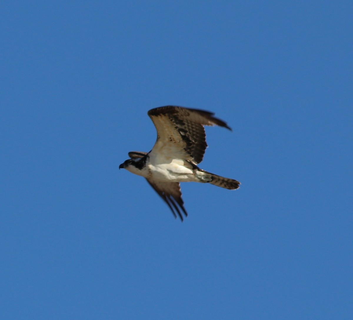 Balbuzard pêcheur - ML615068040