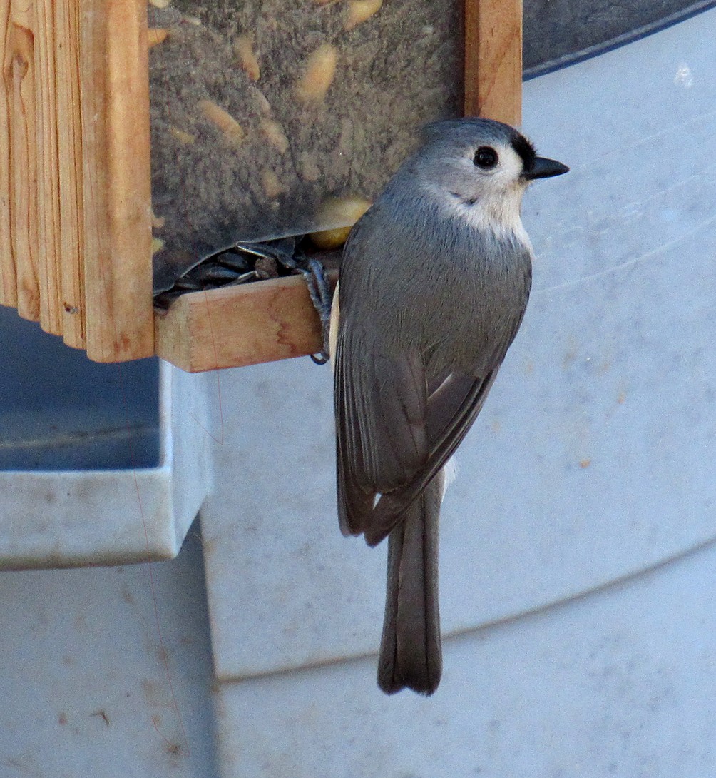 Tufted Titmouse - ML615068076