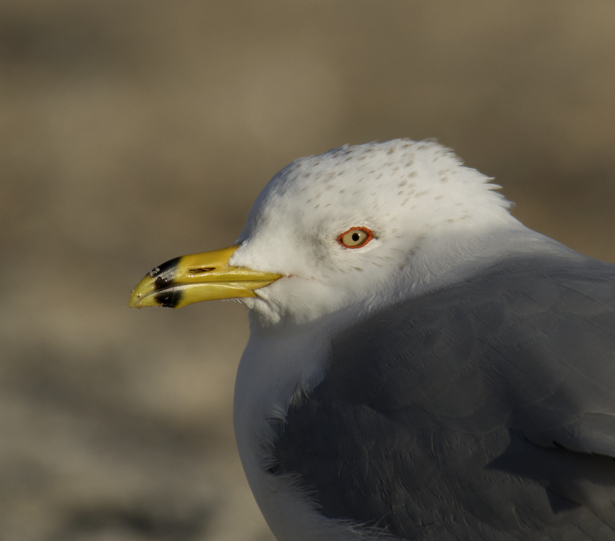 Ring-billed Gull - ML615068100