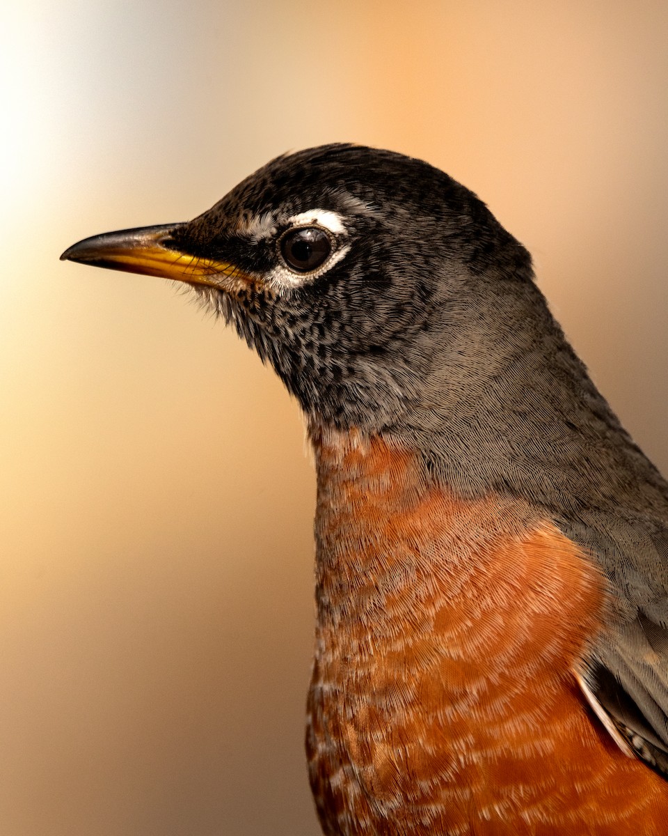 American Robin - ML615068126