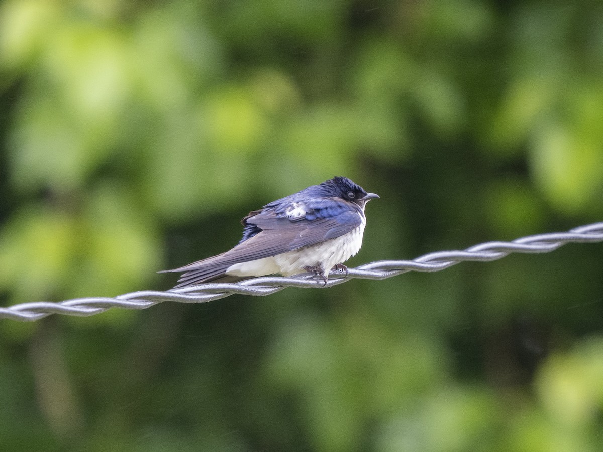 Blue-and-white Swallow - Steven Hunter