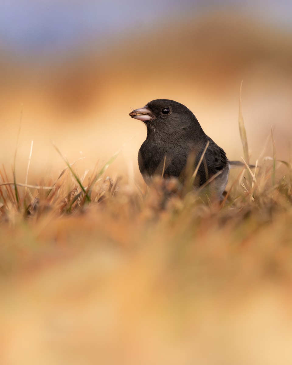 Dark-eyed Junco - ML615068137