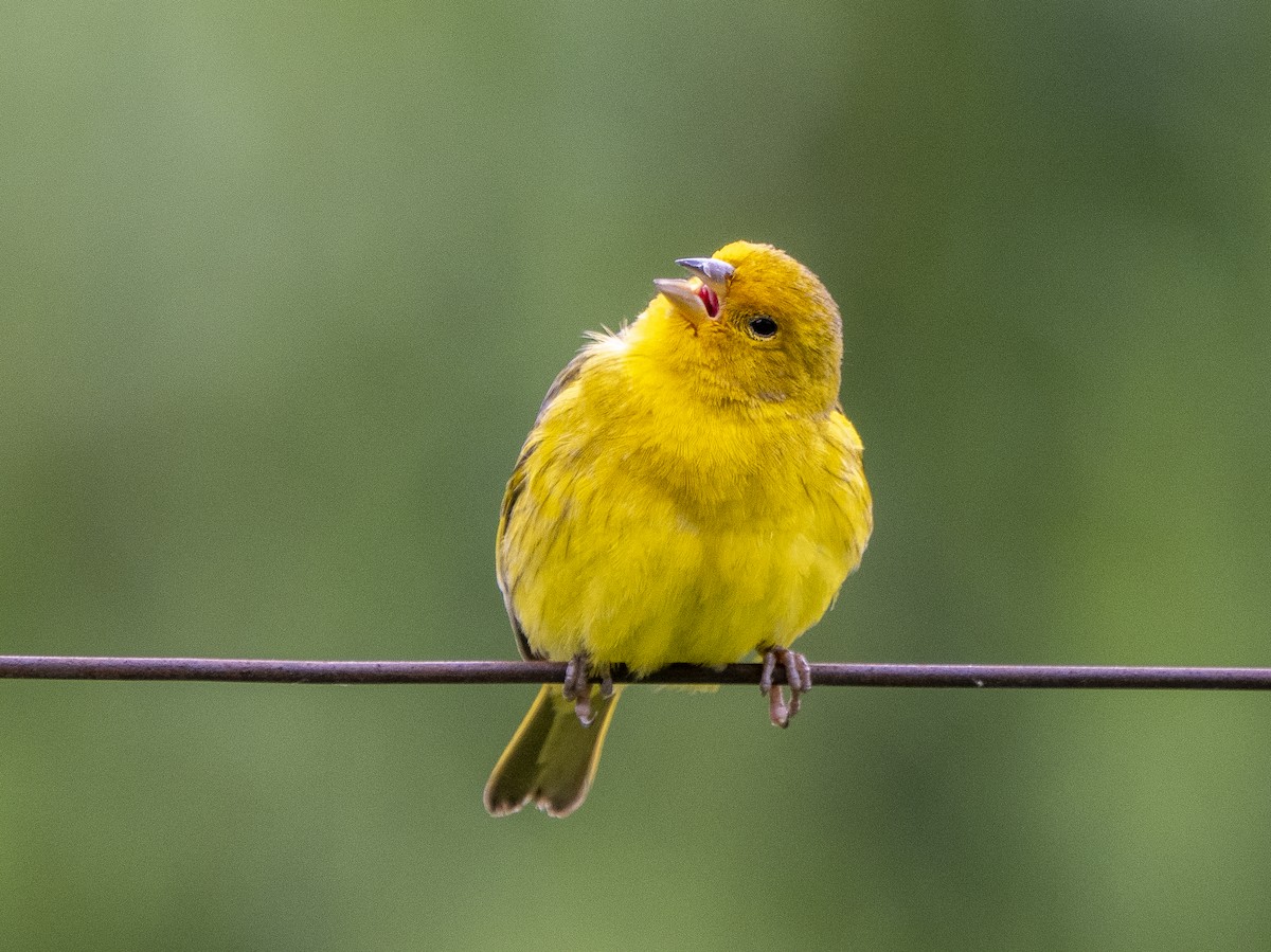 Saffron Finch - ML615068172