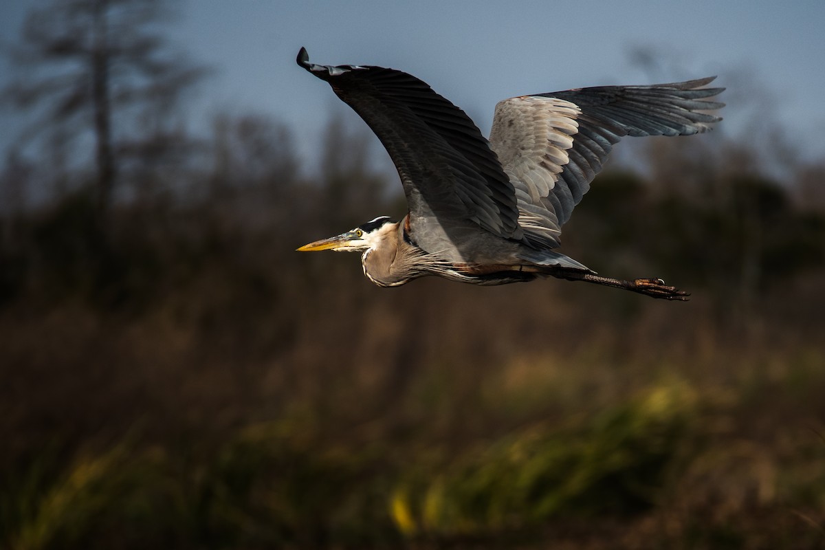 Great Blue Heron - ML615068174