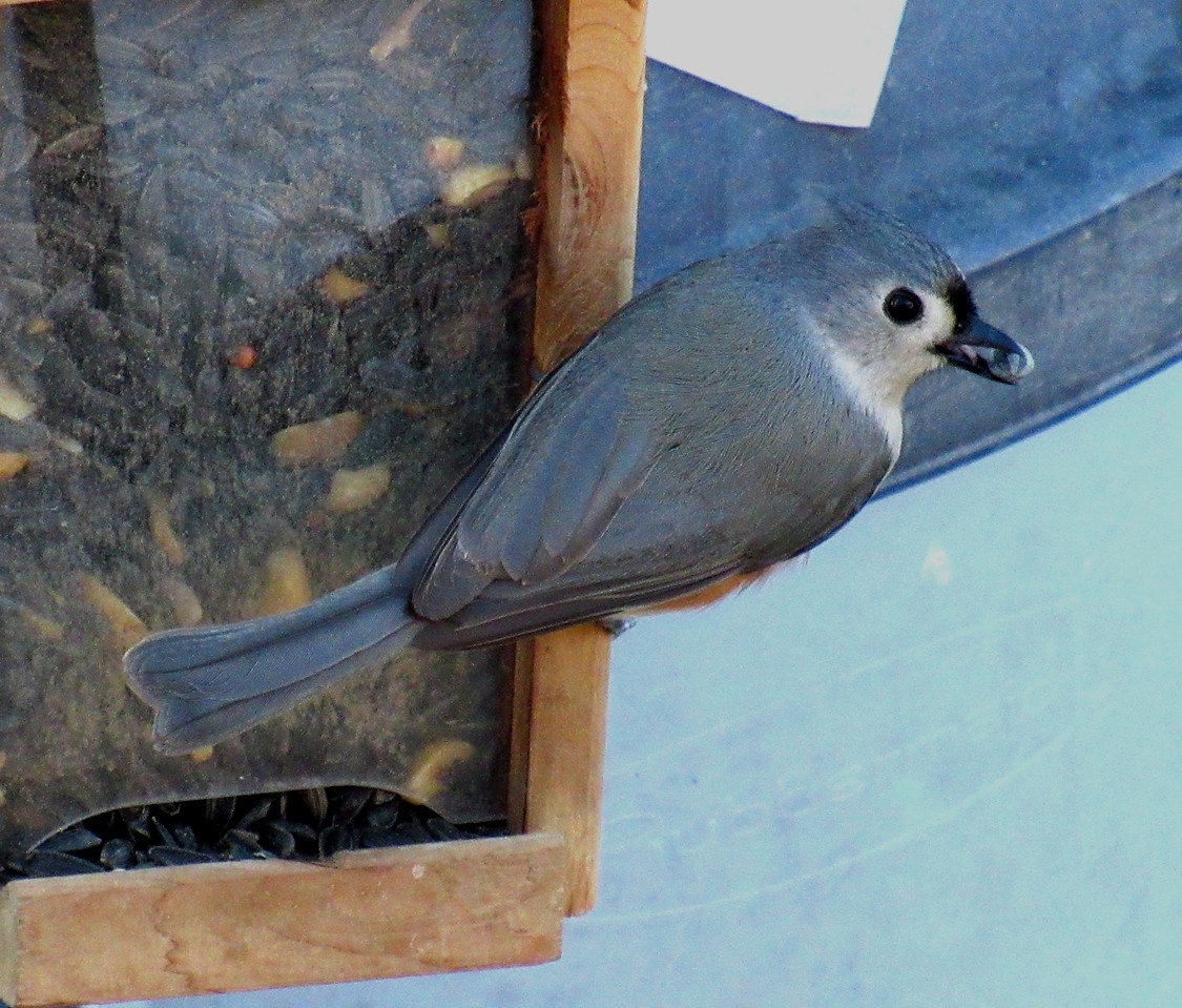 Tufted Titmouse - ML615068188