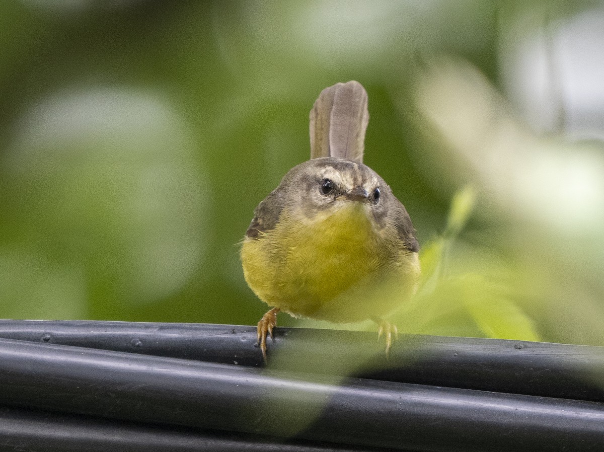 Golden-crowned Warbler - ML615068191