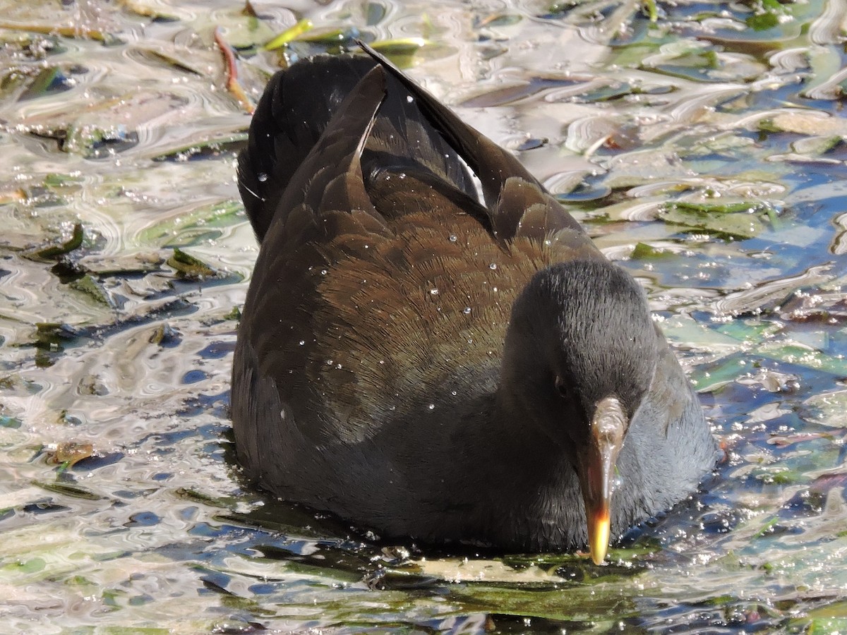 Dusky Moorhen - ML615068253