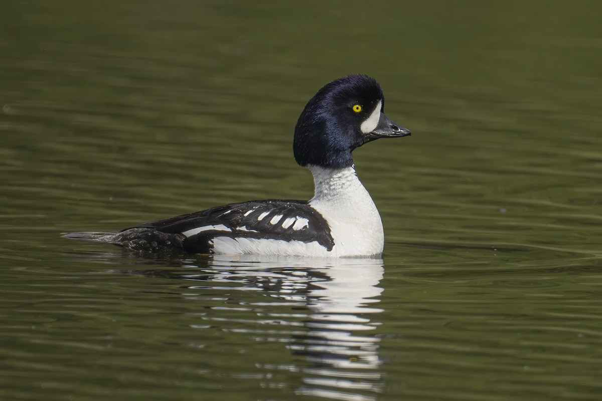 Barrow's Goldeneye - ML615068272