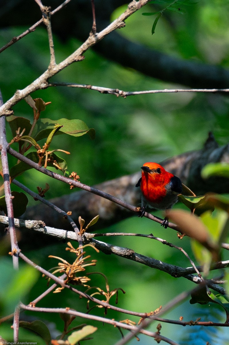 Scarlet-headed Flowerpecker - ML615068322