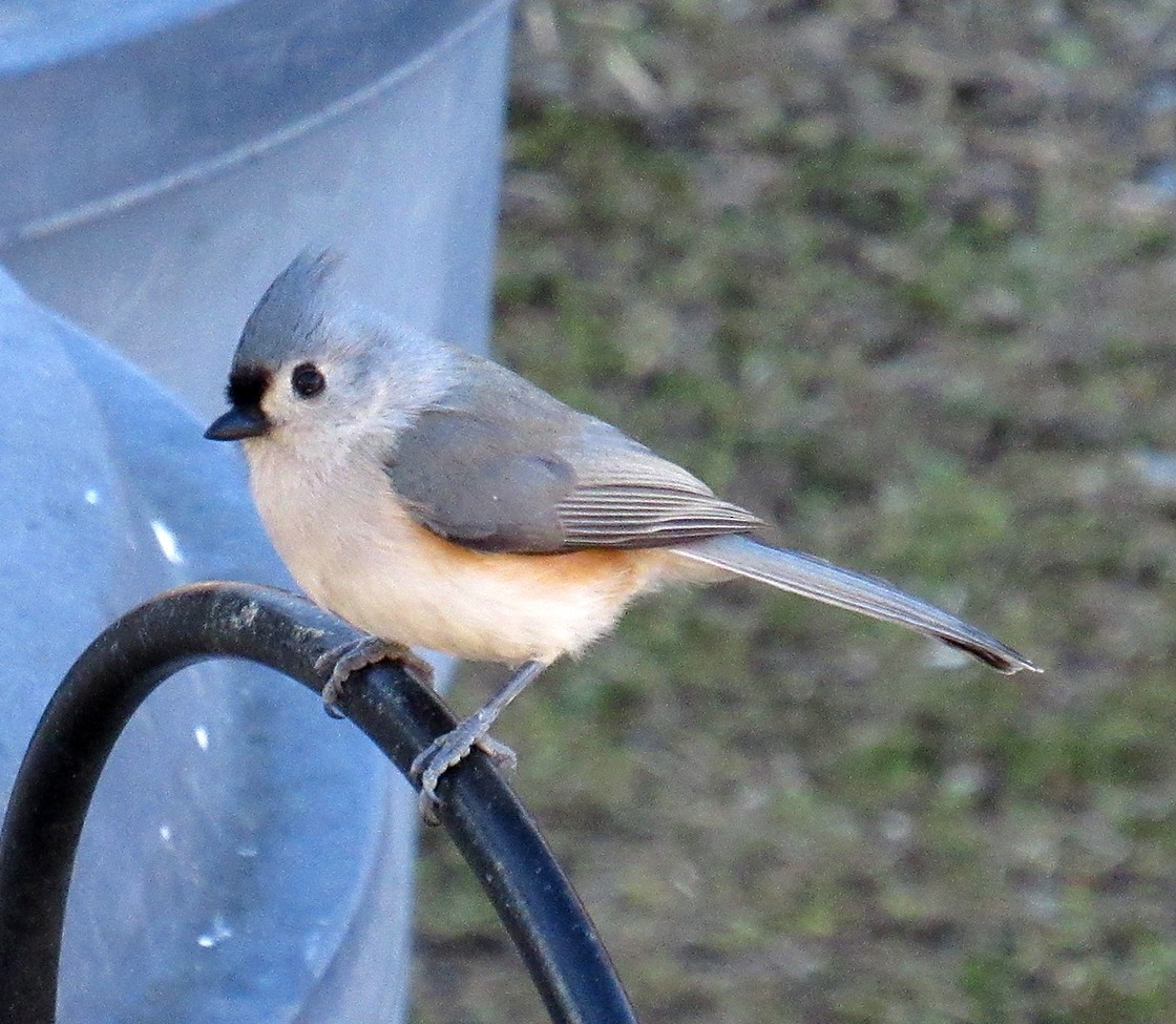 Tufted Titmouse - ML615068347