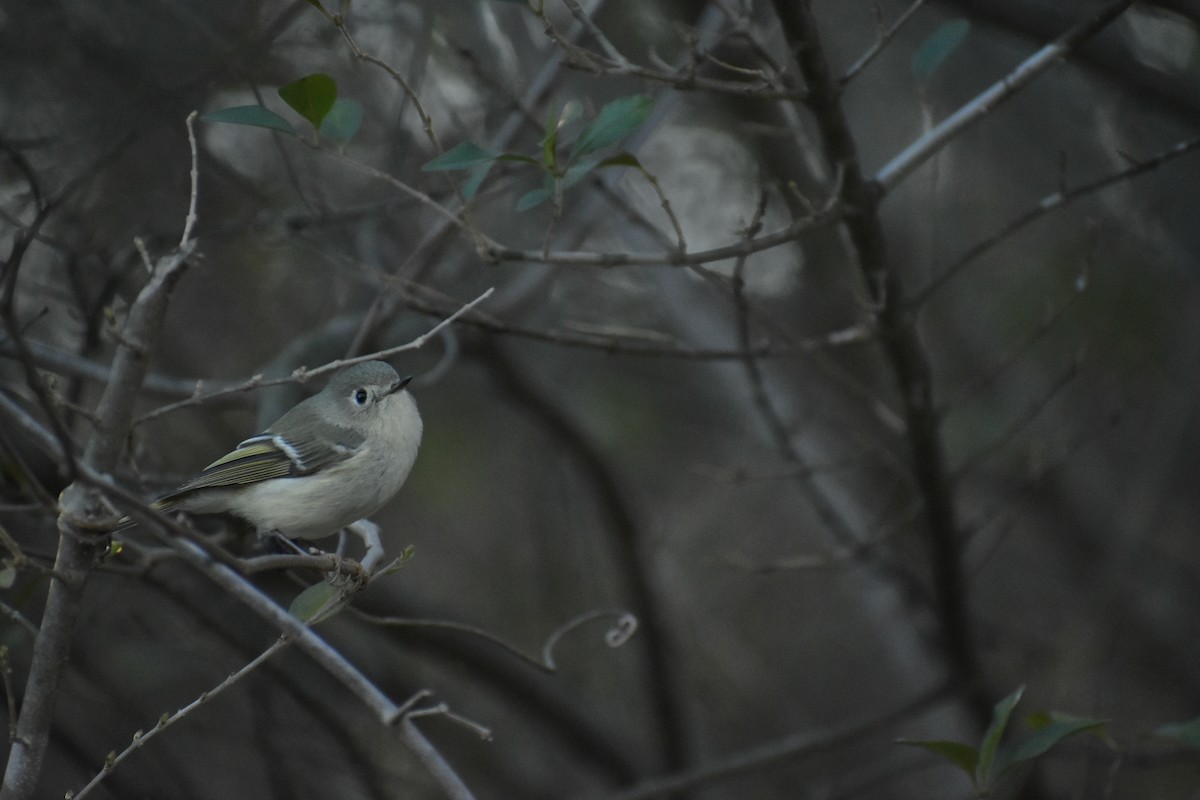 Ruby-crowned Kinglet - ML615068364