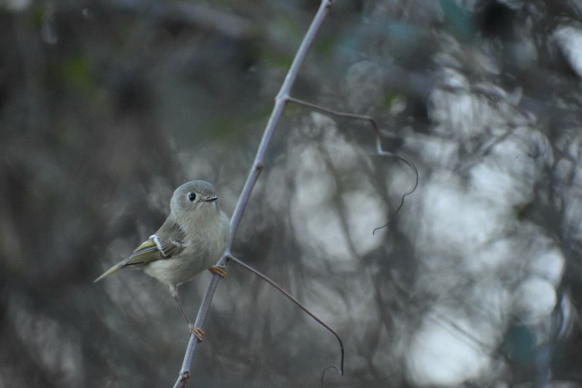 Ruby-crowned Kinglet - ML615068366