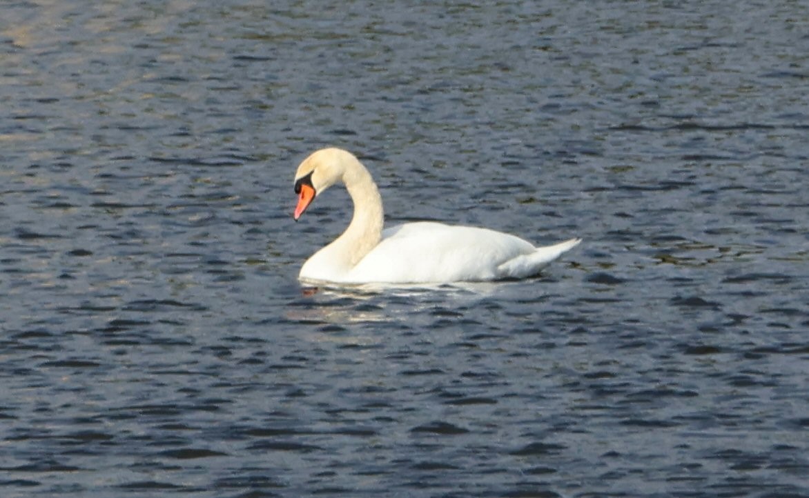 Mute Swan - ML615068462