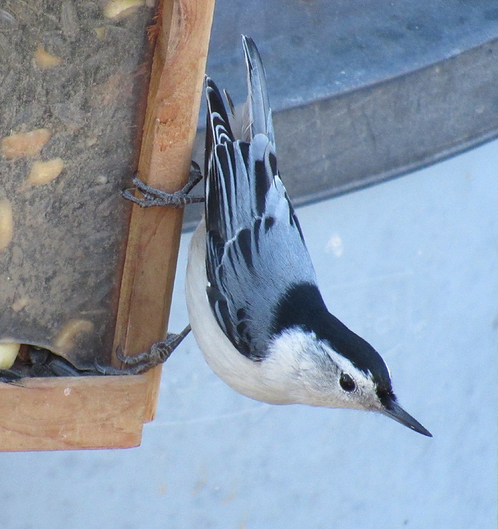 White-breasted Nuthatch - ML615068484