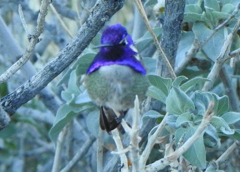 Costa's Hummingbird - Andy Frank