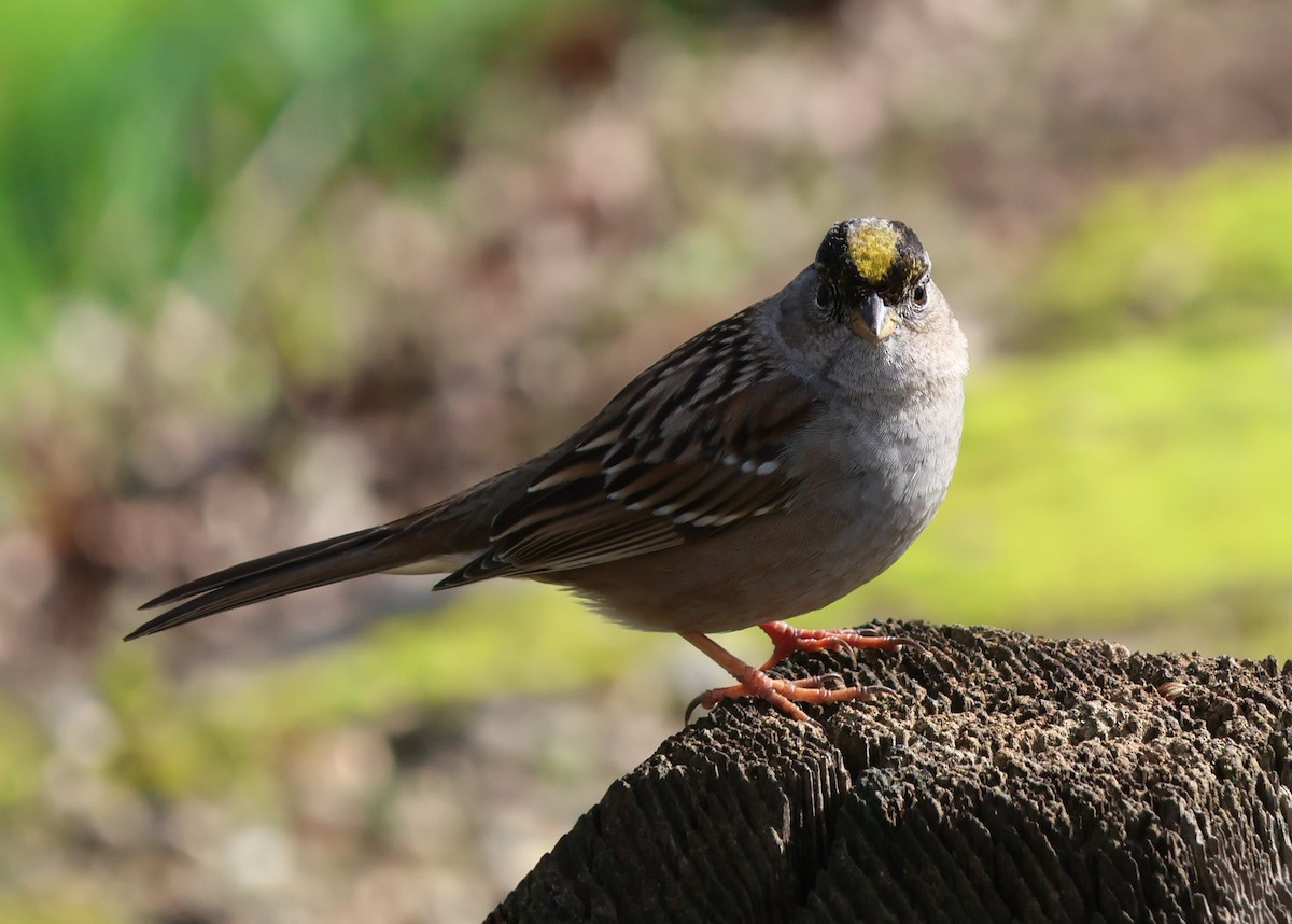 Golden-crowned Sparrow - ML615068519