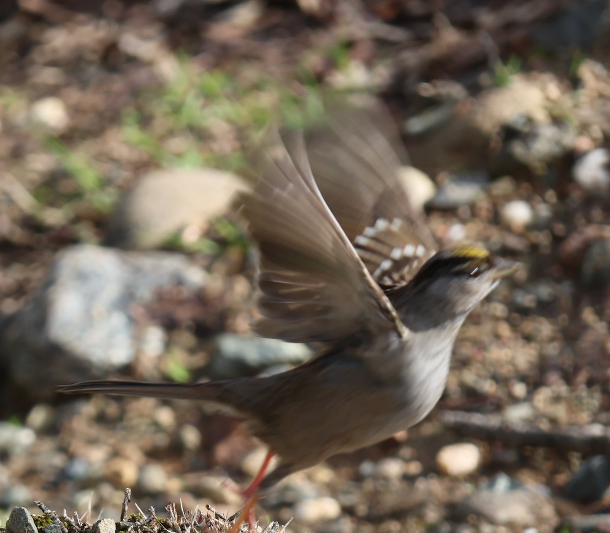 Golden-crowned Sparrow - ML615068520