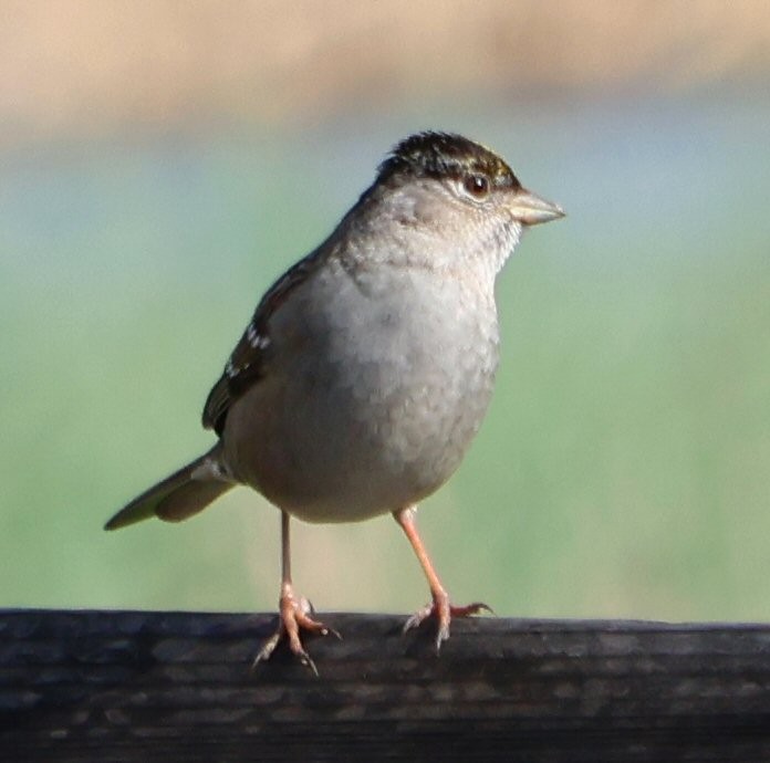 Golden-crowned Sparrow - ML615068521