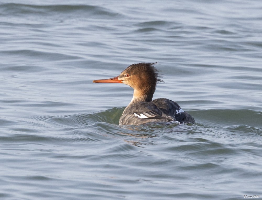 Red-breasted Merganser - ML615068535