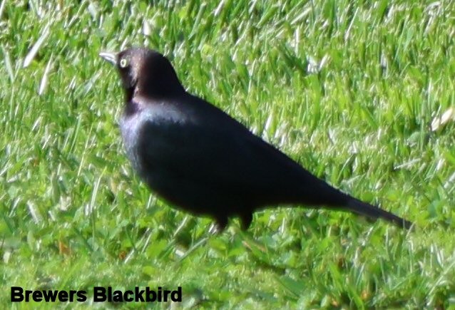 Brewer's Blackbird - ML615068539