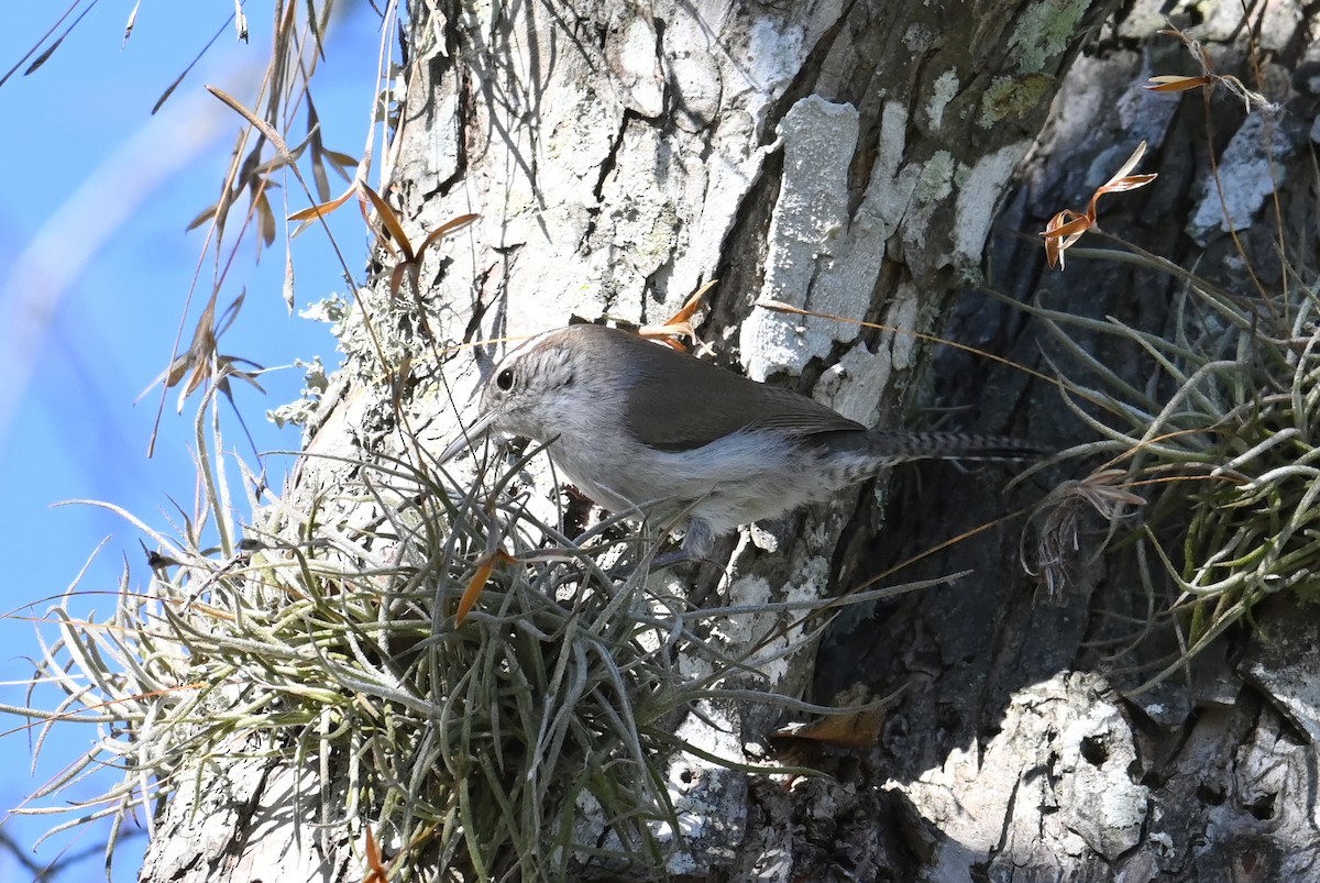 Bewick's Wren - ML615068629