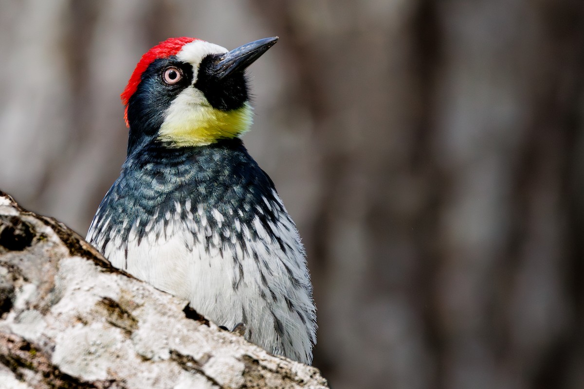 Acorn Woodpecker - ML615068636