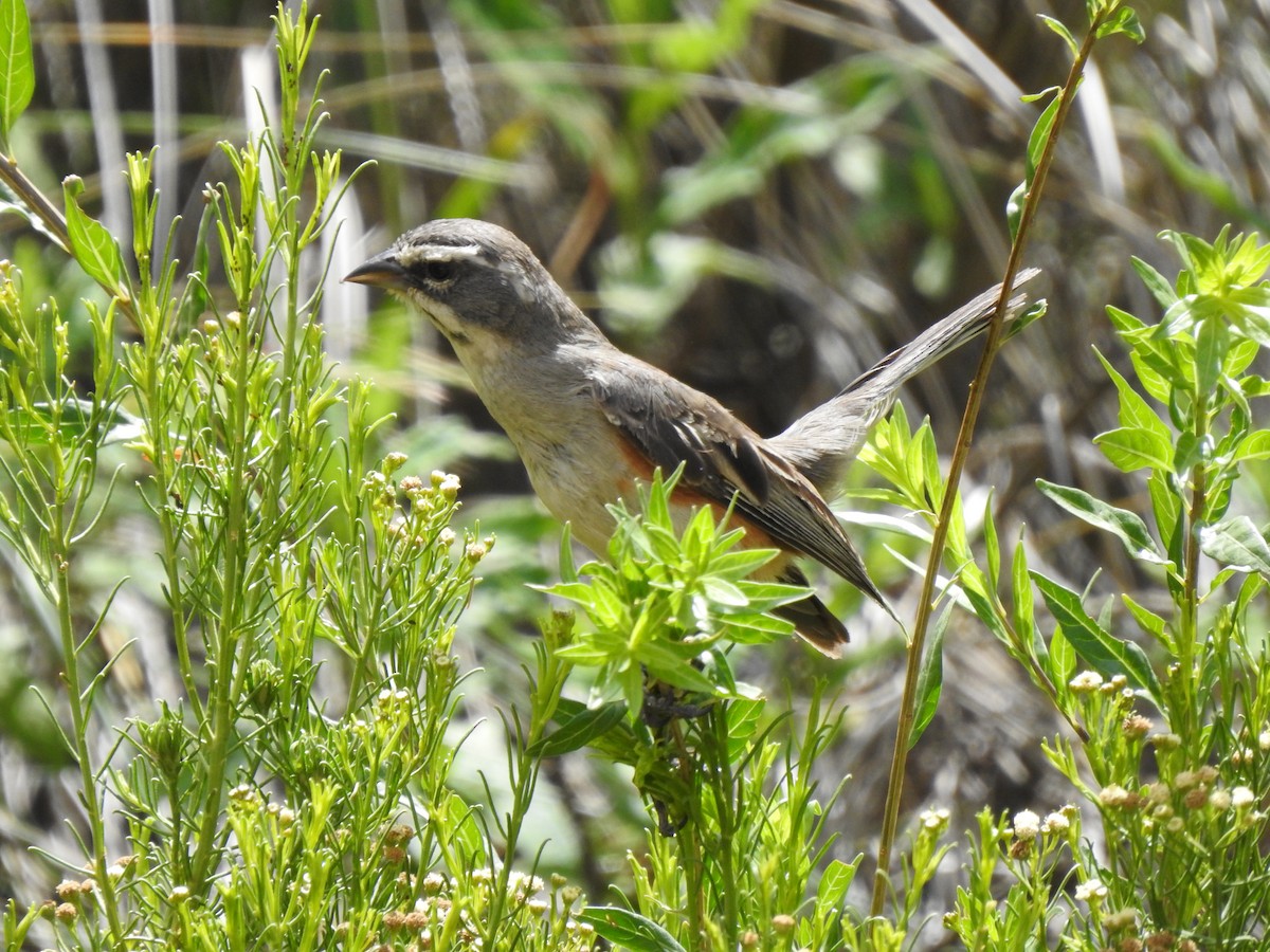 Rufous-sided Warbling Finch - L. Fabian Beltran