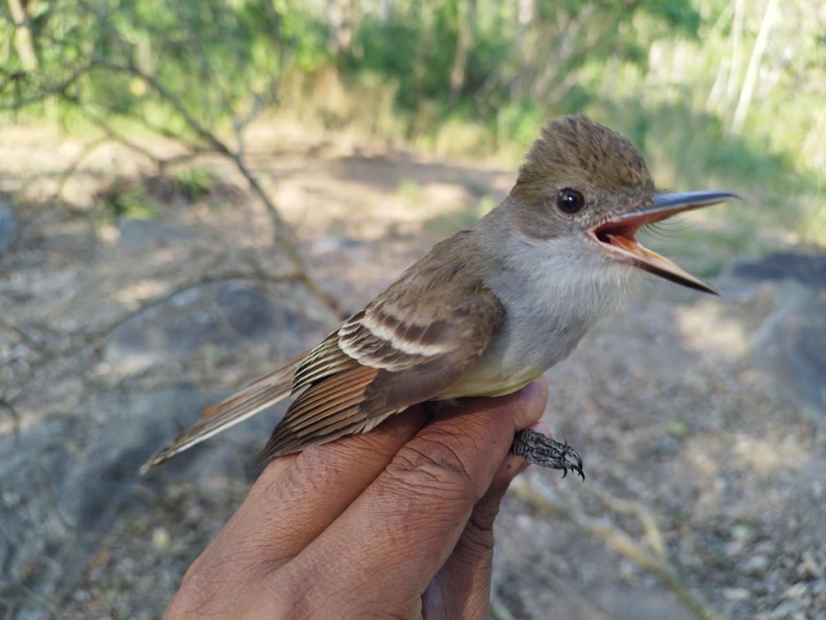 Brown-crested Flycatcher - Lisandro Rivero
