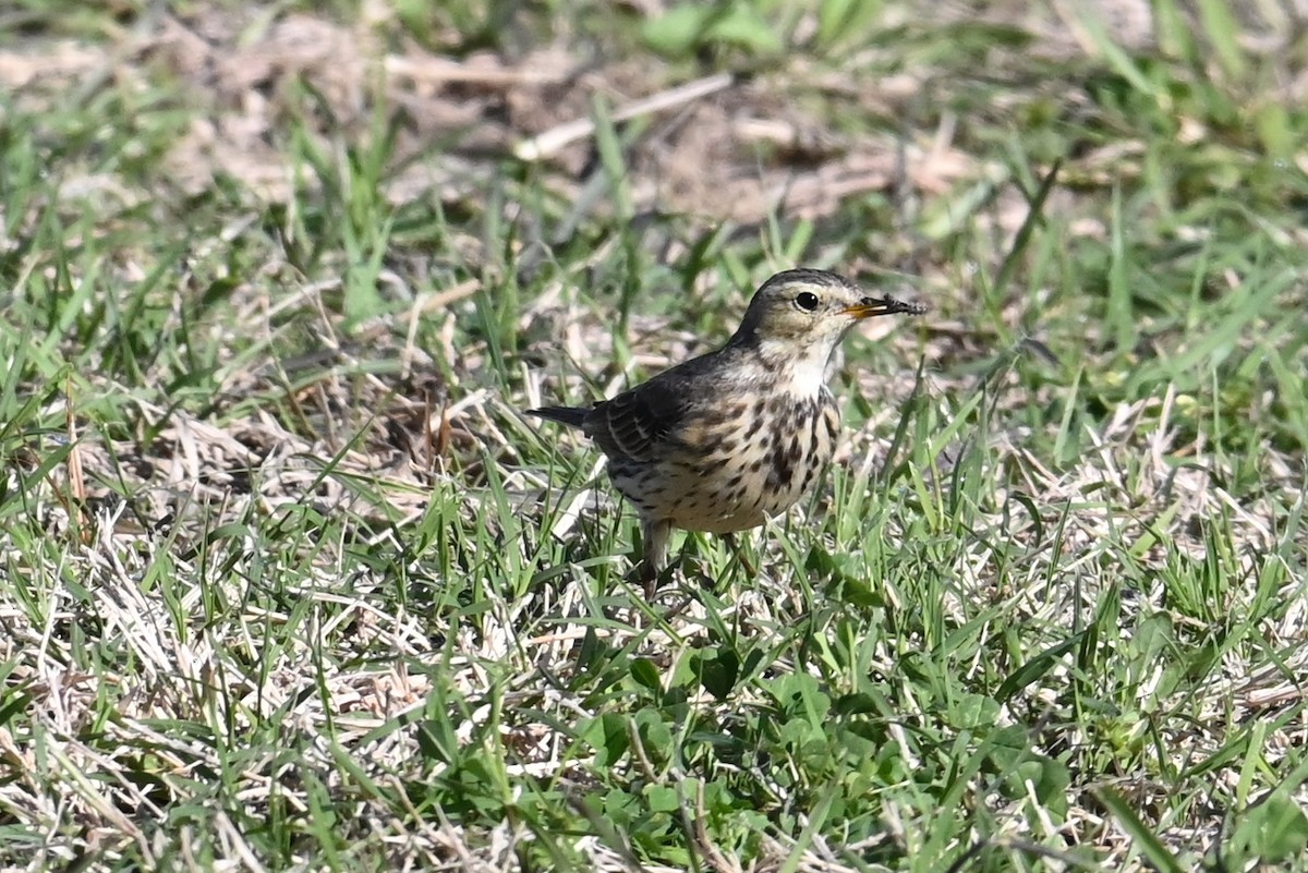 American Pipit - ML615068661