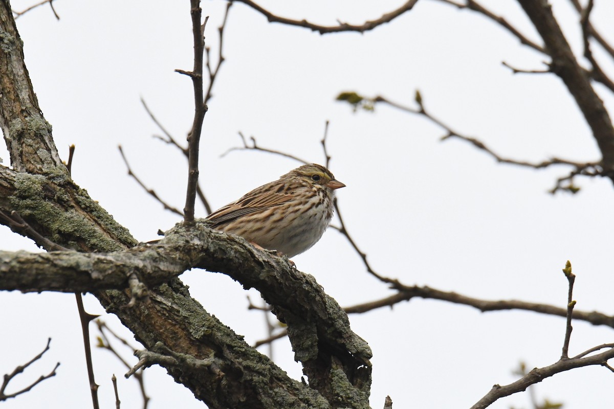 Savannah Sparrow (Savannah) - ML615068727