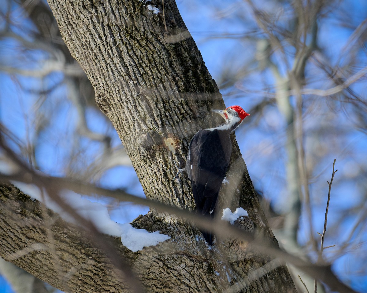 Pileated Woodpecker - ML615068754