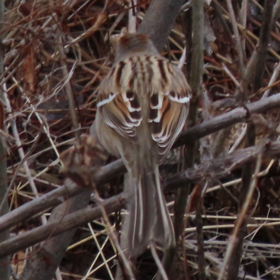 American Tree Sparrow - ML615068759