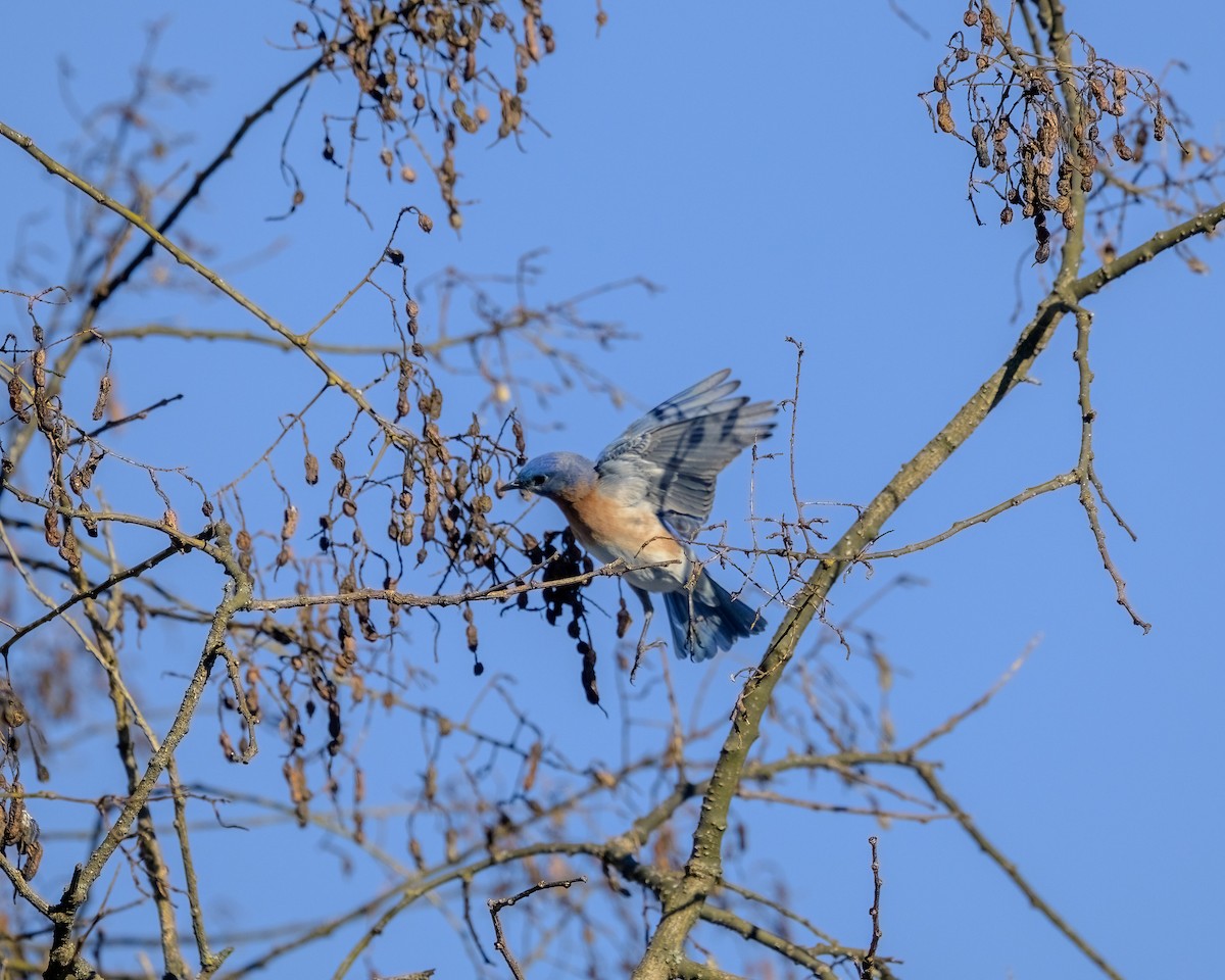 Eastern Bluebird - ML615068763