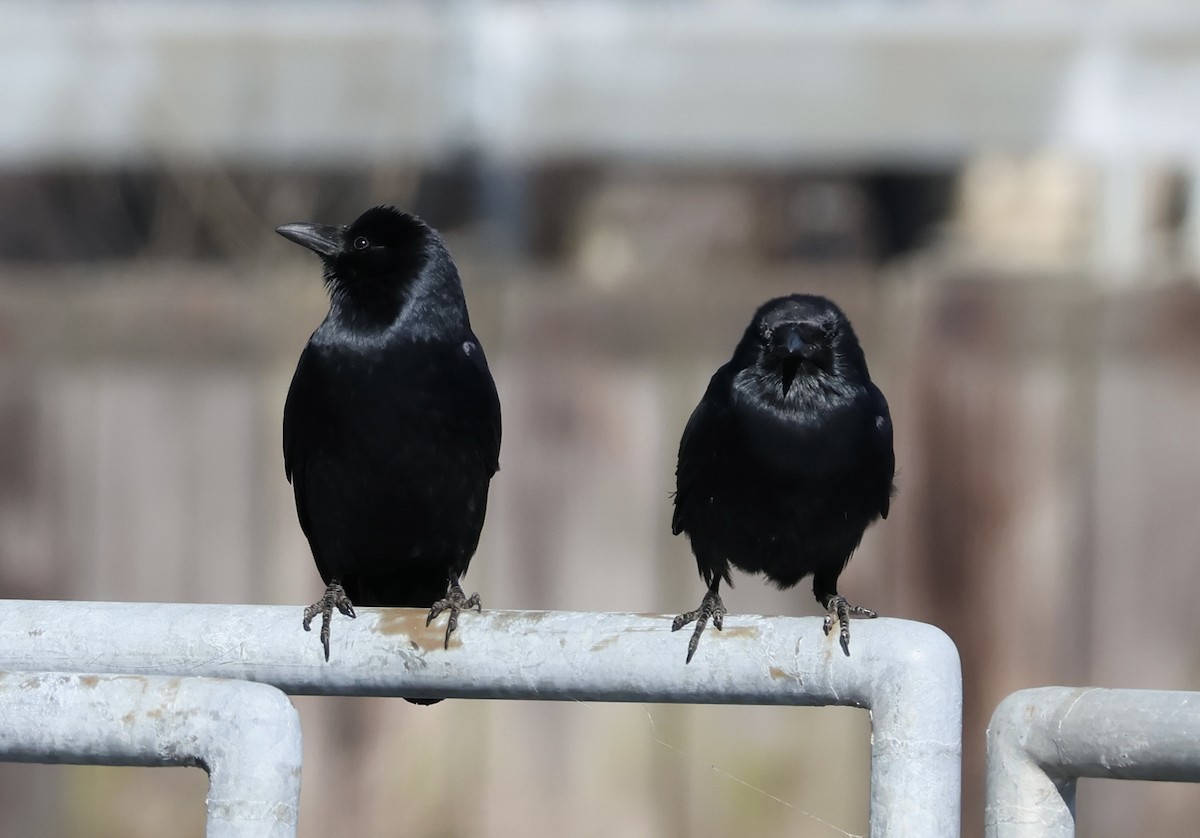 American/Fish Crow - Rand Quinn