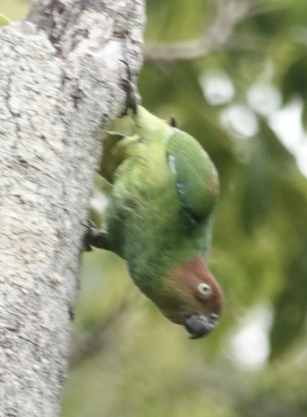 Red-cheeked Parrot - ML615068831