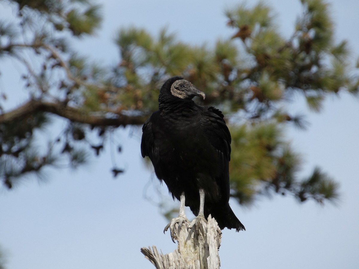Black Vulture - ML615068893