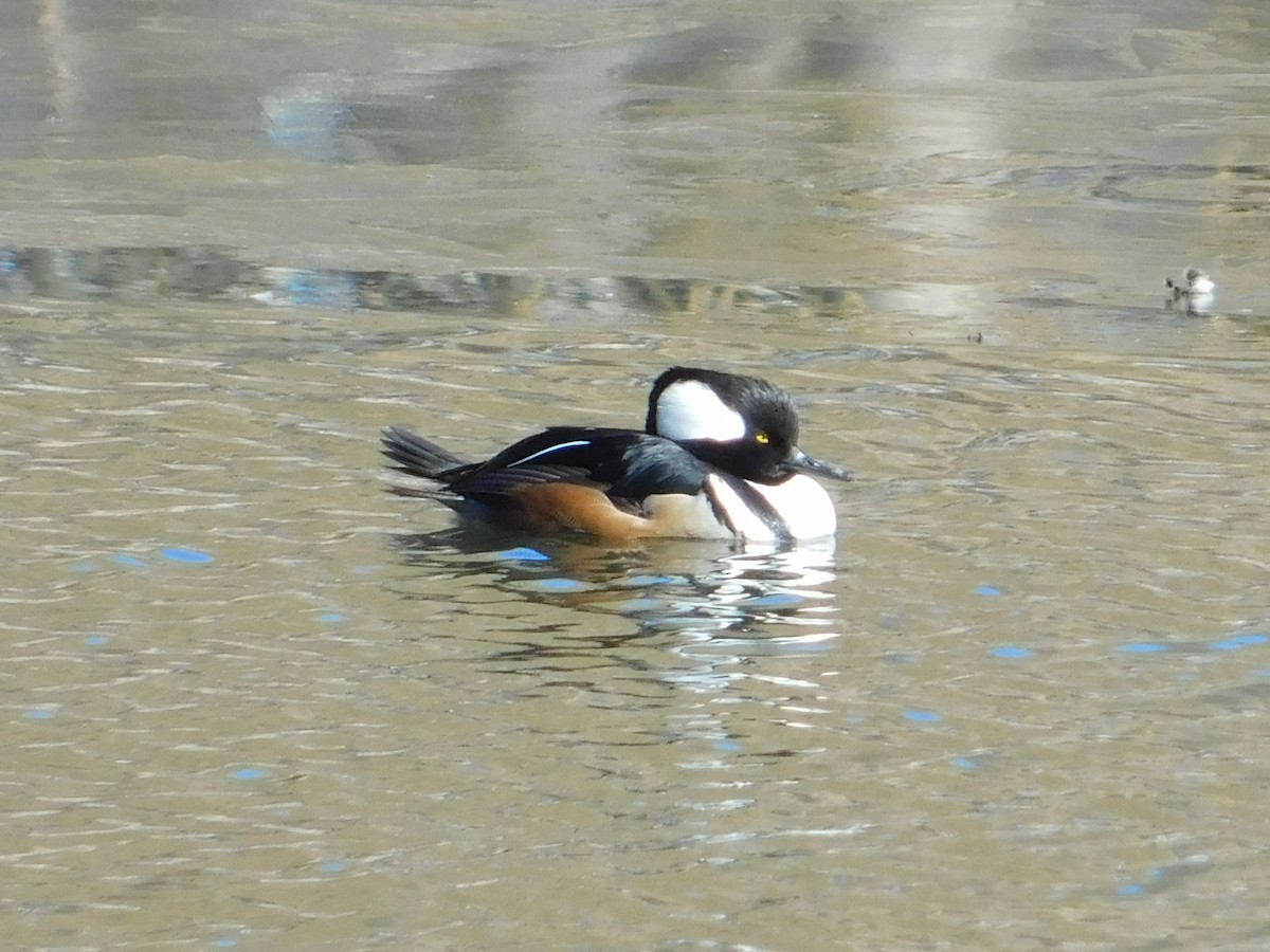 Hooded Merganser - ML615068896