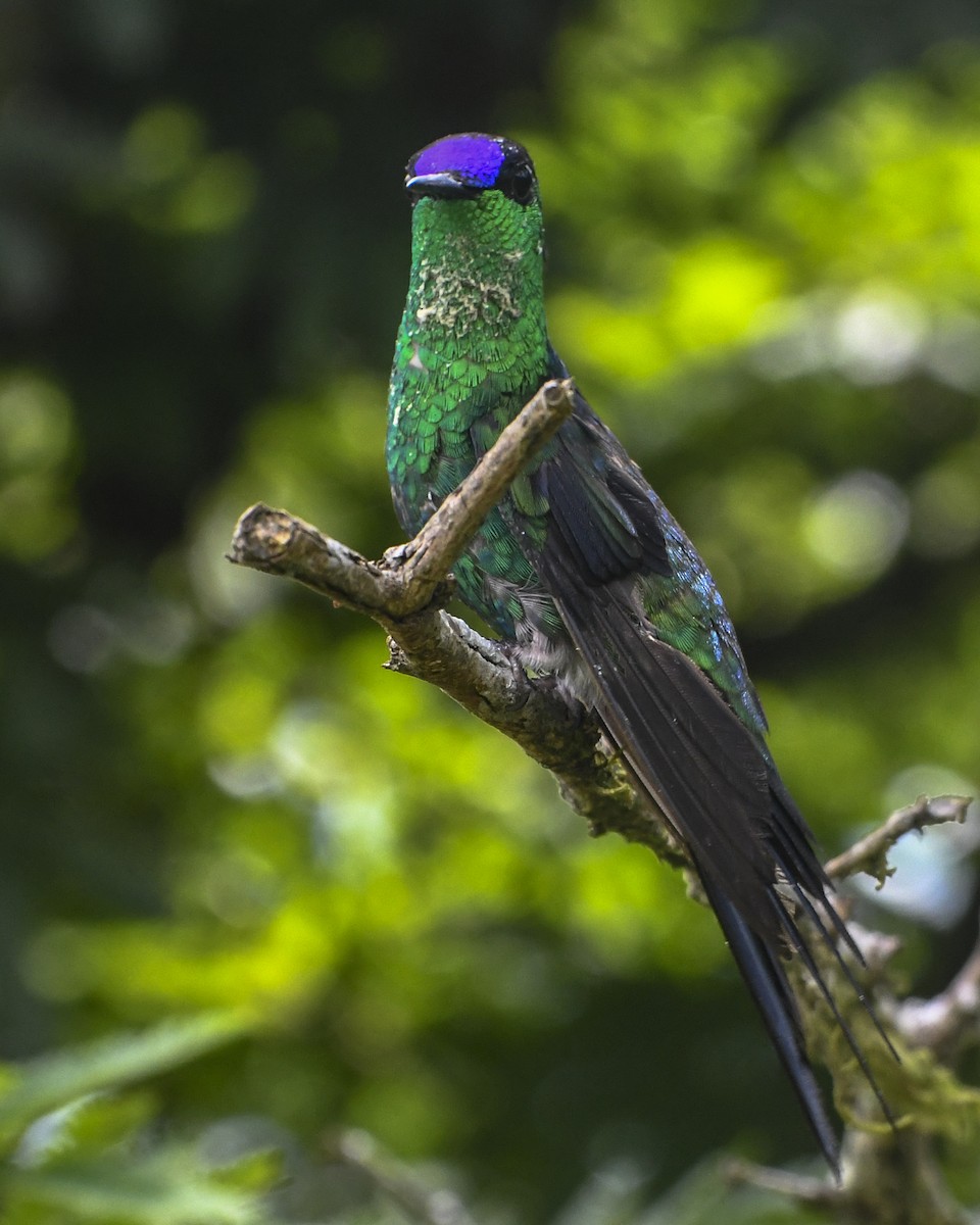 kolibřík fialovotemenný - ML615068932