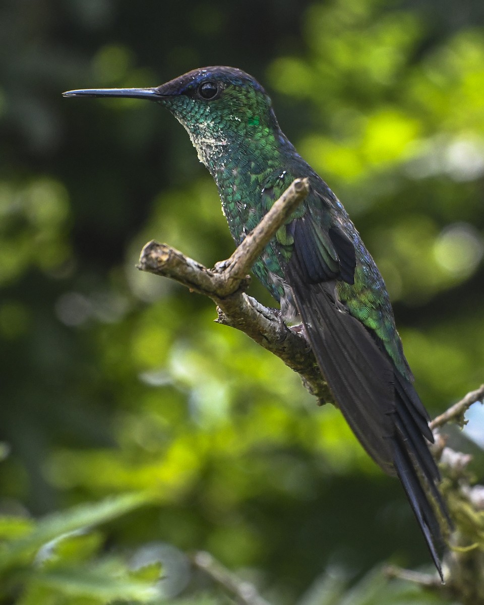 Violet-capped Woodnymph - ML615068933