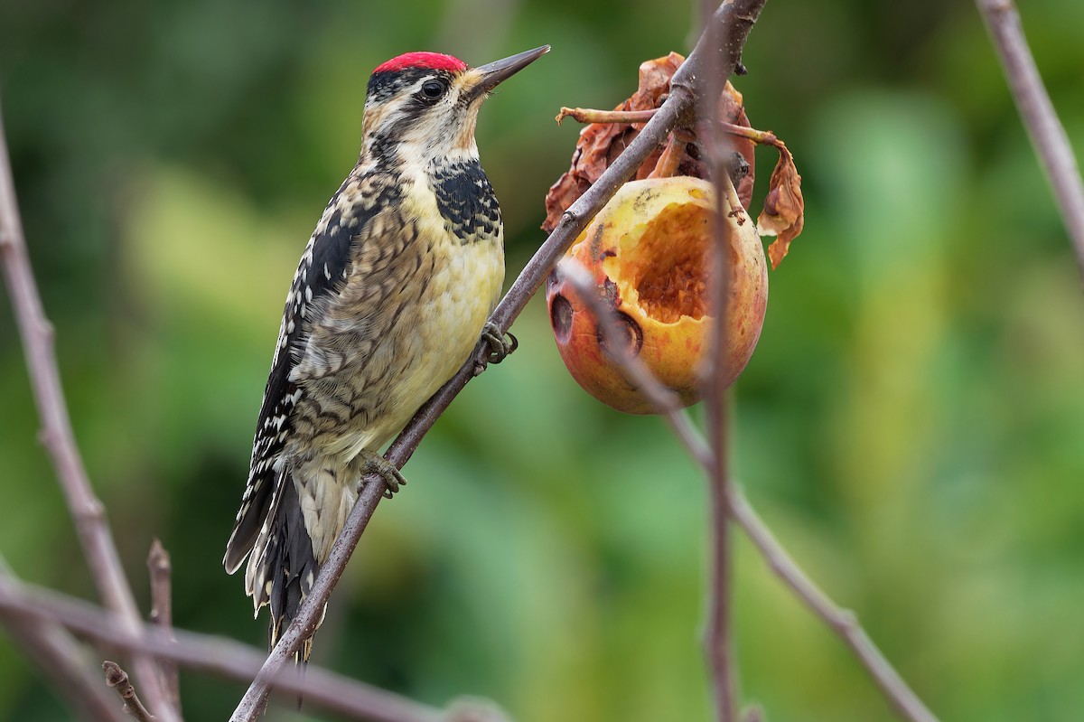 Yellow-bellied Sapsucker - ML615069005