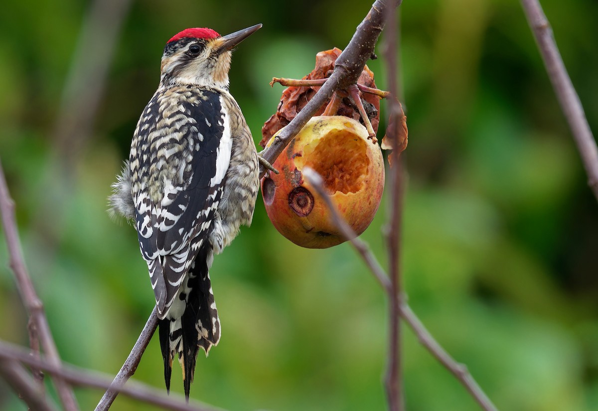 Yellow-bellied Sapsucker - ML615069006