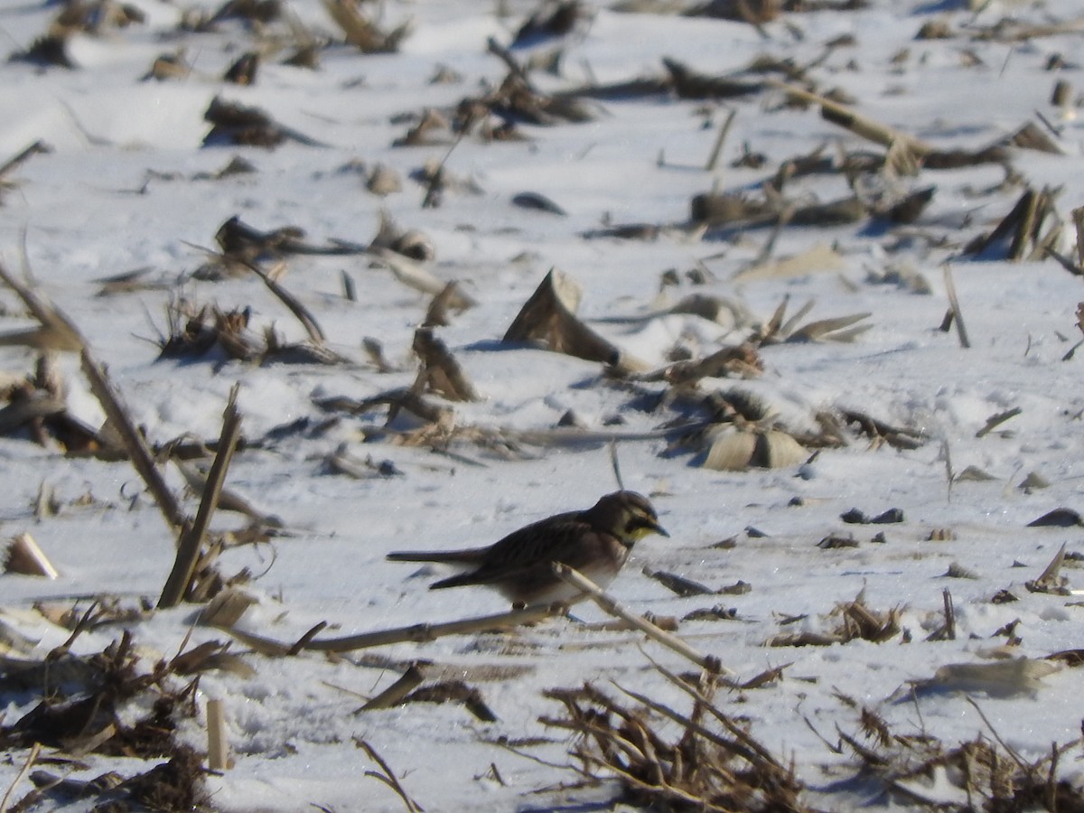 Horned Lark - ML615069025