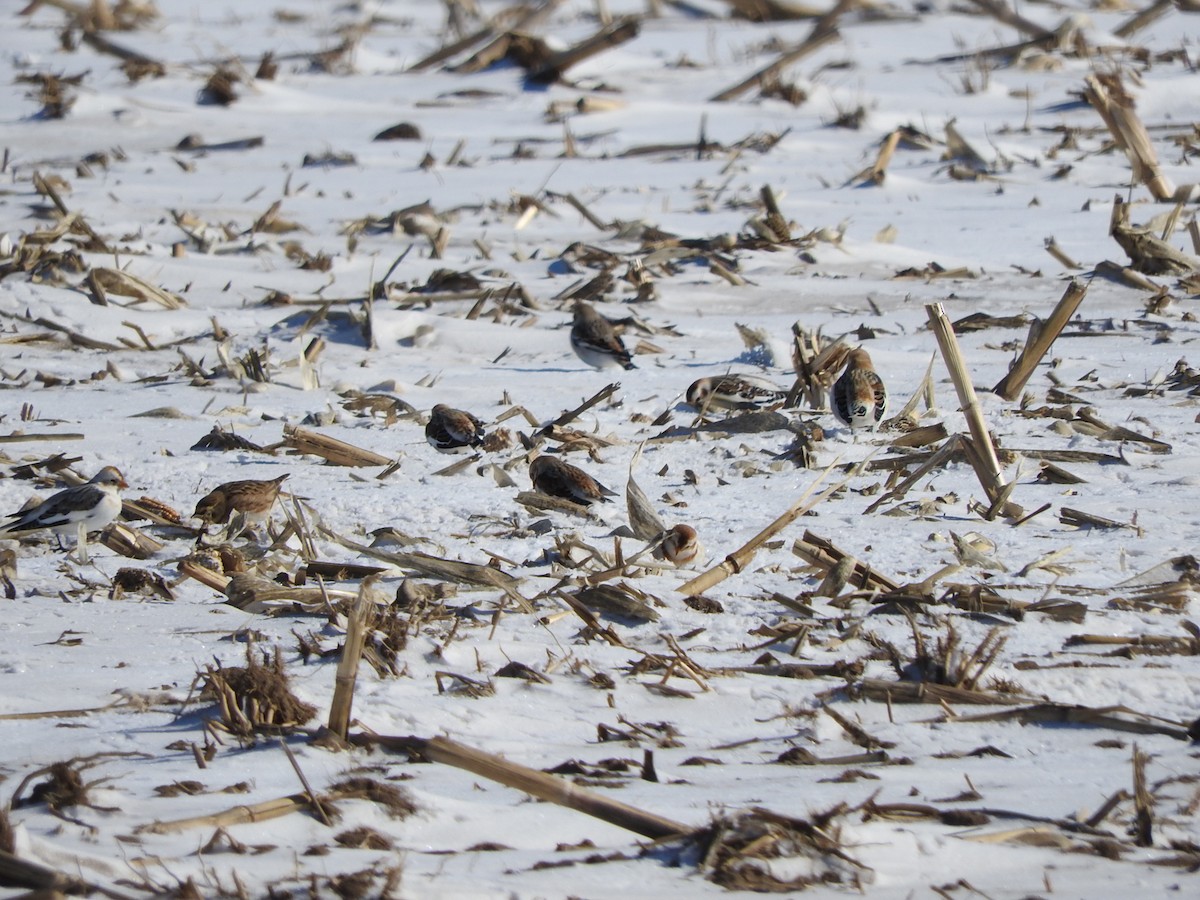 Snow Bunting - ML615069032